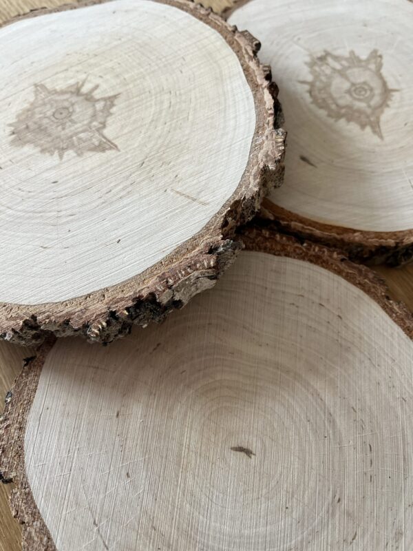 Boomstammetjes 15/17 cm groot - Afbeelding 4